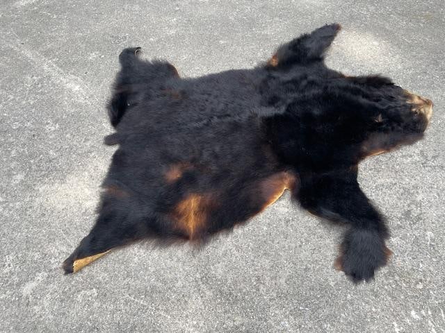 Large Tanned BLACK BEAR Hide mounted with its Head - 4