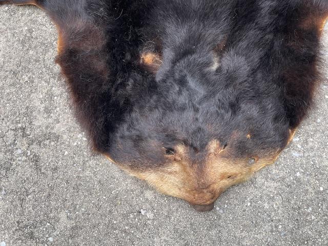 Large Tanned BLACK BEAR Hide mounted with its Head - 5