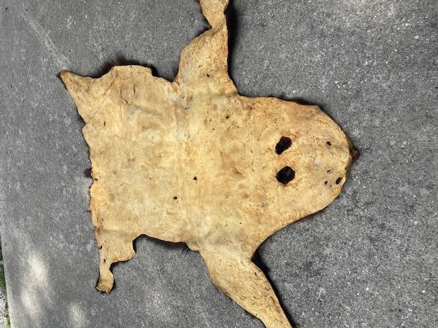 Large Tanned BLACK BEAR Hide mounted with its Head - 6