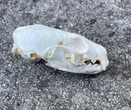 *Rarely Seen* EUROPEAN PINE MARTEN Skull - 2