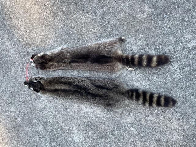 (2) *New* Soft and Tanned RACCOON or COON Furs, Skins, or Hides - 2