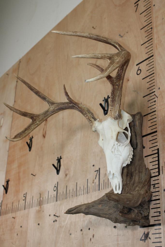 8-Point WHITETAIL DEER Skull mounted on Driftwood - 2