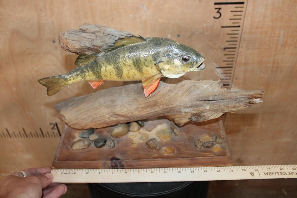 *Real Skin* YELLOW PERCH Fish Mounted on a Driftwood Table Pedestal - 2