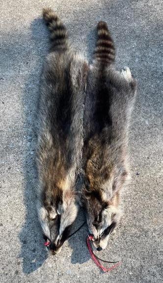 (2) *New* Soft and Tanned RACCOON or COON Furs, Skins, or Hides: 2 *New* Soft and Tanned RACCOON or COON Furs, Skins, or Hides. They measure 35" Long x 6" Wide and 39" Long x 6" Wide. They are just back from the tannery! Great for crafts or Ranch and Log Cabin