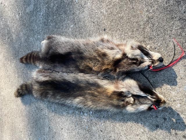(2) *New* Soft and Tanned RACCOON or COON Furs, Skins, or Hides - 2