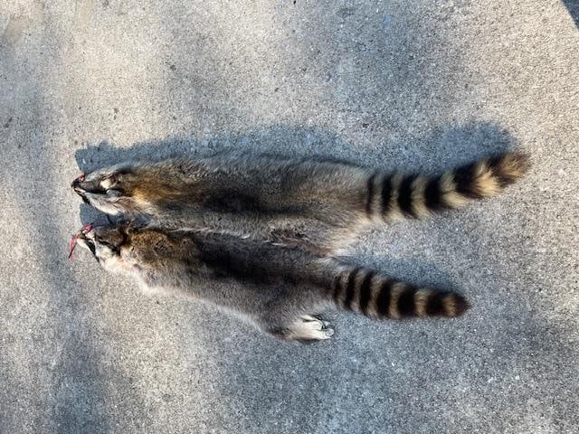 (2) *New* Soft and Tanned RACCOON or COON Furs, Skins, or Hides - 3