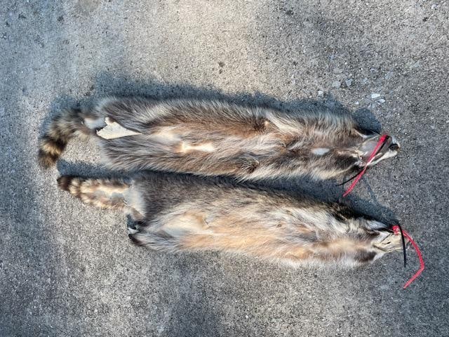 (2) *New* Soft and Tanned RACCOON or COON Furs, Skins, or Hides - 4
