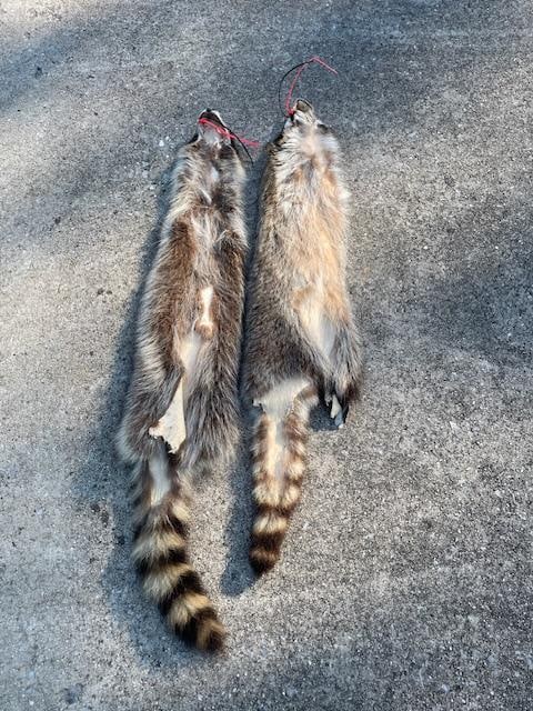 (2) *New* Soft and Tanned RACCOON or COON Furs, Skins, or Hides - 5