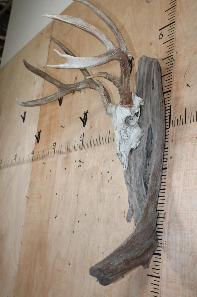 Big 10-Point WHITETAIL DEER Skull mounted on Driftwood - 2