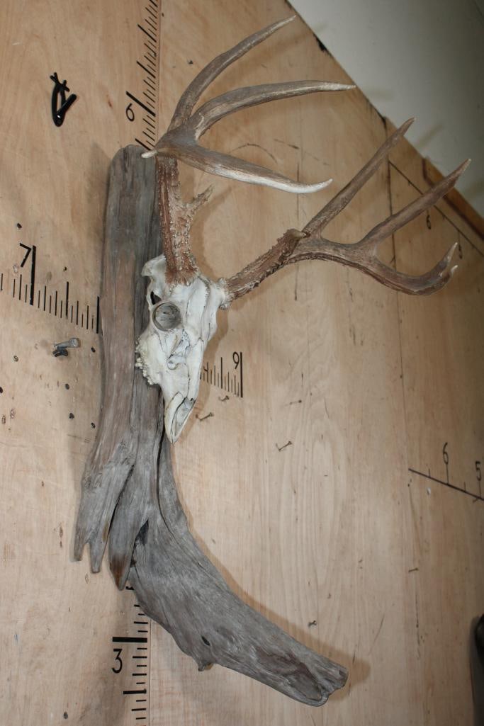 Big 10-Point WHITETAIL DEER Skull mounted on Driftwood - 3