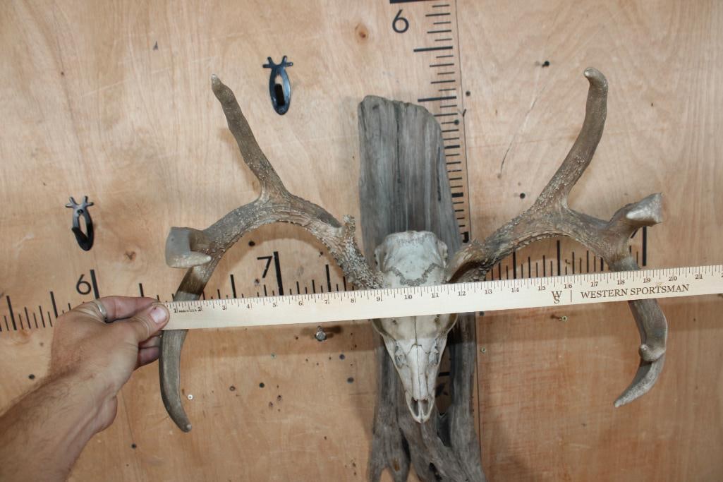 Big 10-Point WHITETAIL DEER Skull mounted on Driftwood - 4