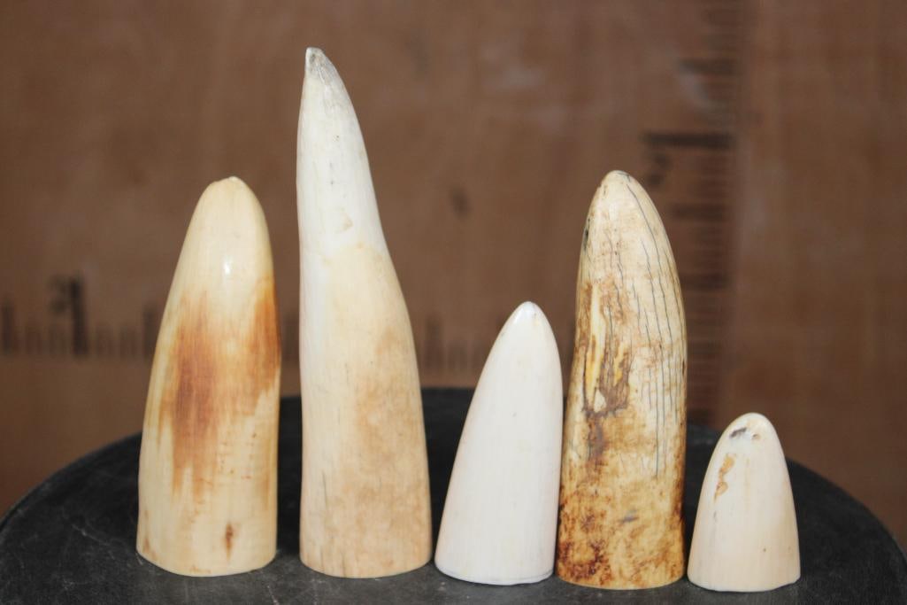 5 Pieces of Pre-1972 WALRUS Ivory Tusk Tips (1 of 3)