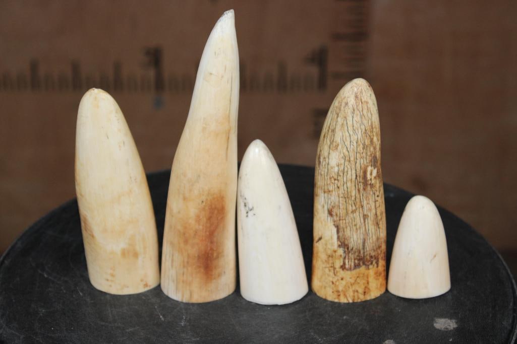 5 Pieces of Pre-1972 WALRUS Ivory Tusk Tips - 2