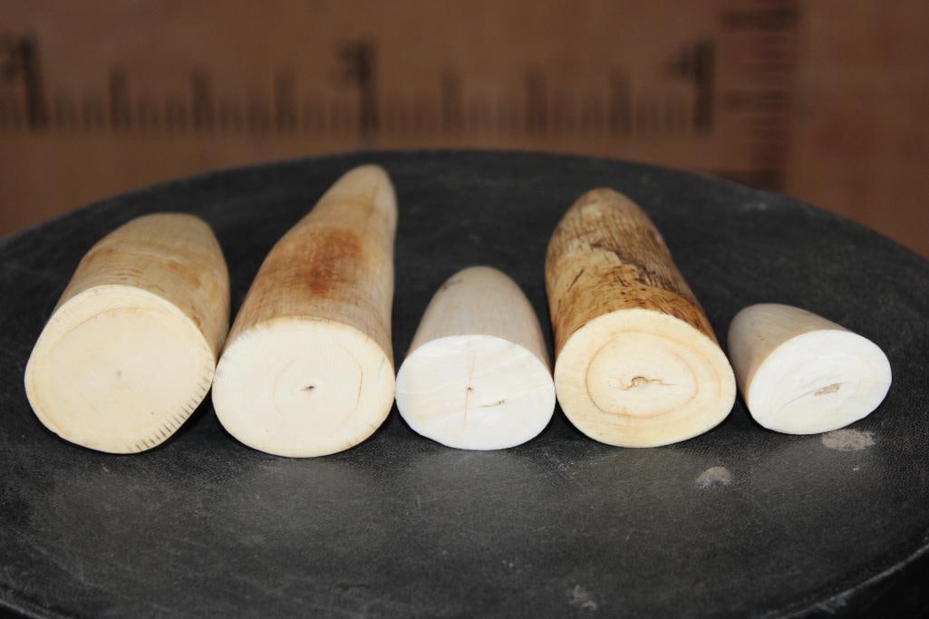 5 Pieces of Pre-1972 WALRUS Ivory Tusk Tips - 3