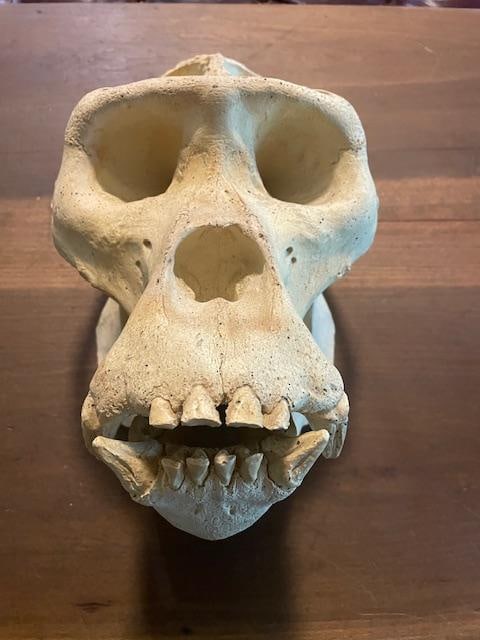 *New* Reproduction GORILLA Skull - 2