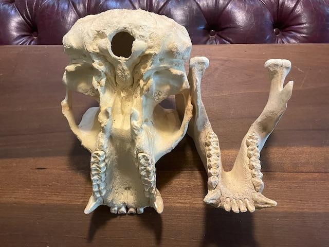 *New* Reproduction GORILLA Skull - 3