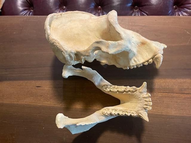 *New* Reproduction GORILLA Skull - 4