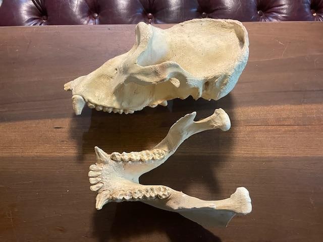 *New* Reproduction GORILLA Skull - 5