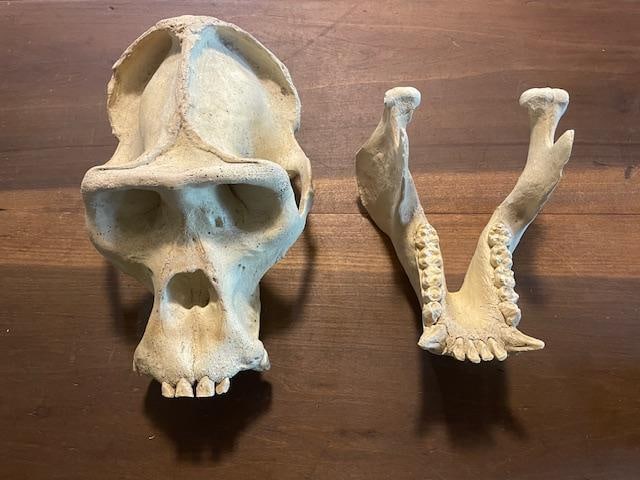 *New* Reproduction GORILLA Skull - 6