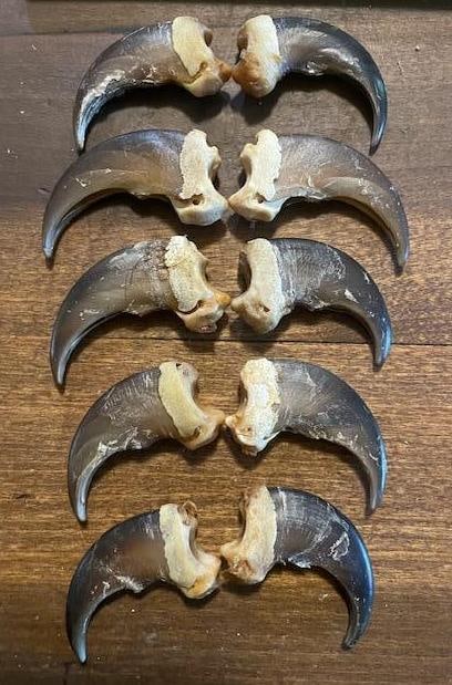 (10) XL BLACK BEAR Front Claws in a Display Case: 10 XL BLACK BEAR Front Claws that measure 1.5" Long Each (in a straight line). They are displayed in a Case with a Glass Lid that measures 8.25" Long x 6.25" Wide. These are great for jewelry making a