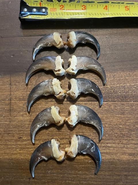 (10) XL BLACK BEAR Front Claws in a Display Case - 2