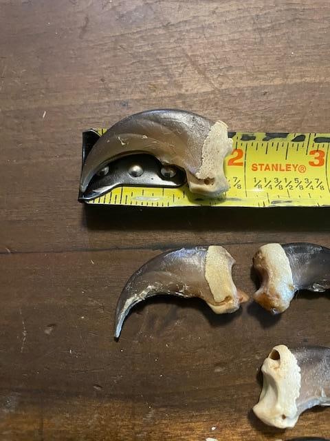 (10) XL BLACK BEAR Front Claws in a Display Case - 3