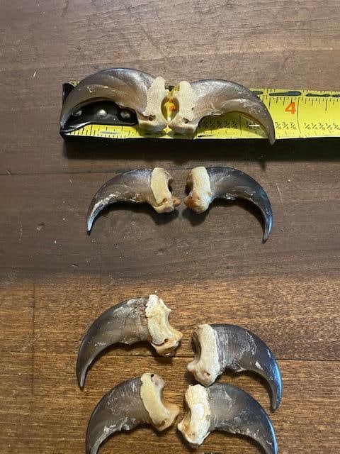 (10) XL BLACK BEAR Front Claws in a Display Case - 4