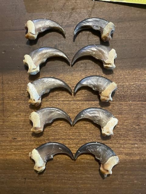 (10) XL BLACK BEAR Front Claws in a Display Case - 5