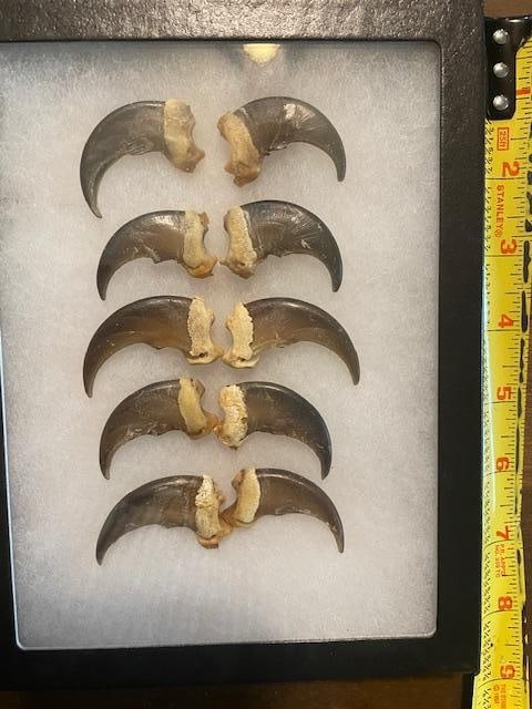 (10) XL BLACK BEAR Front Claws in a Display Case - 6