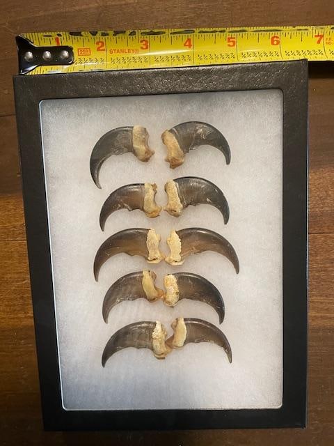 (10) XL BLACK BEAR Front Claws in a Display Case - 7