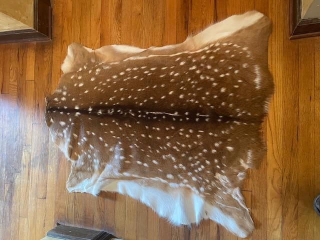 1 *New* Freshly Tanned AXIS DEER Hide or AXIS DEER Skin - 3