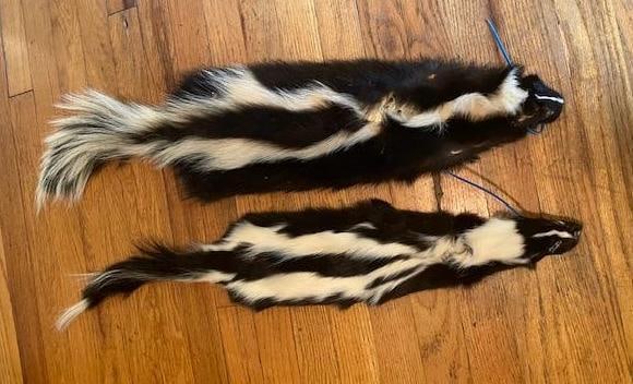 (2) *New* Soft and Tanned Striped SKUNK Hides - 2