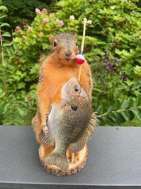 *New* Life-sized Fishing FOX SQUIRREL or RED SQUIRREL with his BLUEGILL Catch and "Fishin" Pole - 2