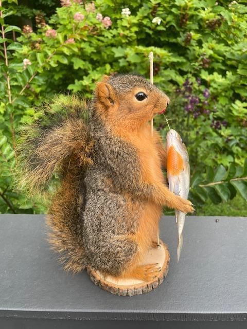*New* Life-sized Fishing FOX SQUIRREL or RED SQUIRREL with his BLUEGILL Catch and "Fishin" Pole - 3