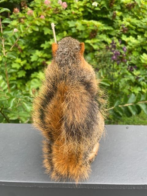 *New* Life-sized Fishing FOX SQUIRREL or RED SQUIRREL with his BLUEGILL Catch and "Fishin" Pole - 4