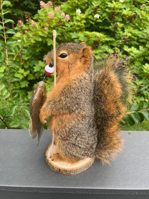 *New* Life-sized Fishing FOX SQUIRREL or RED SQUIRREL with his BLUEGILL Catch and "Fishin" Pole - 5