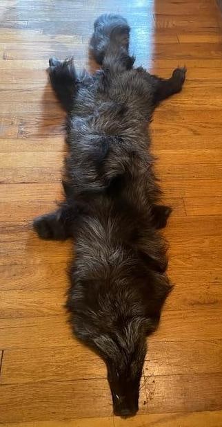 *New* XXL Soft and Tanned SILVER FOX Hide or SILVER FOX Fur - 3
