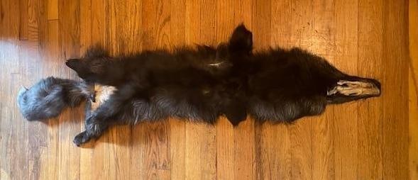 *New* XXL Soft and Tanned SILVER FOX Hide or SILVER FOX Fur - 4