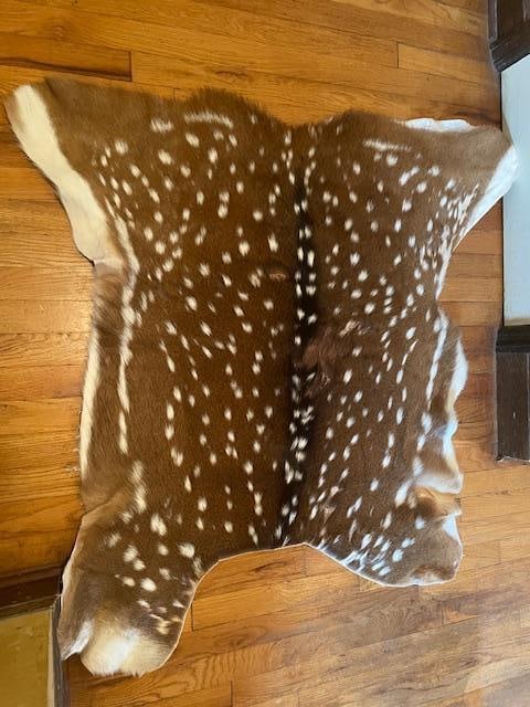 1 *New* Freshly Tanned AXIS DEER Hide or AXIS SKIN - 3