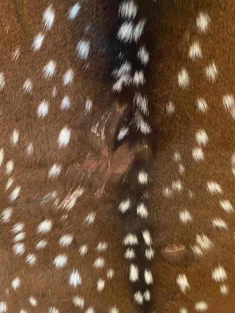 1 *New* Freshly Tanned AXIS DEER Hide or AXIS SKIN - 4