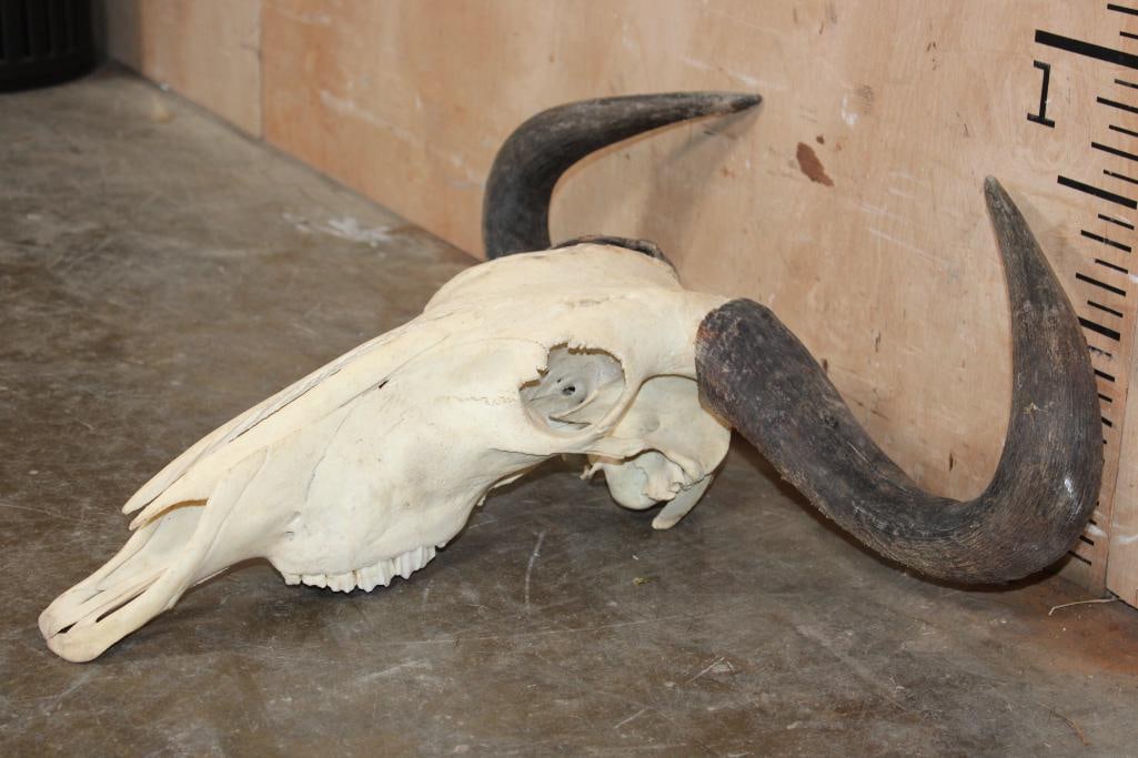 BLUE WILDEBEEST Skull - 2