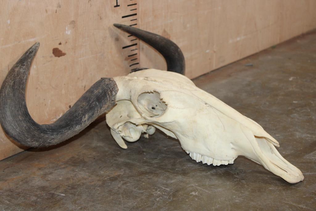 BLUE WILDEBEEST Skull - 3
