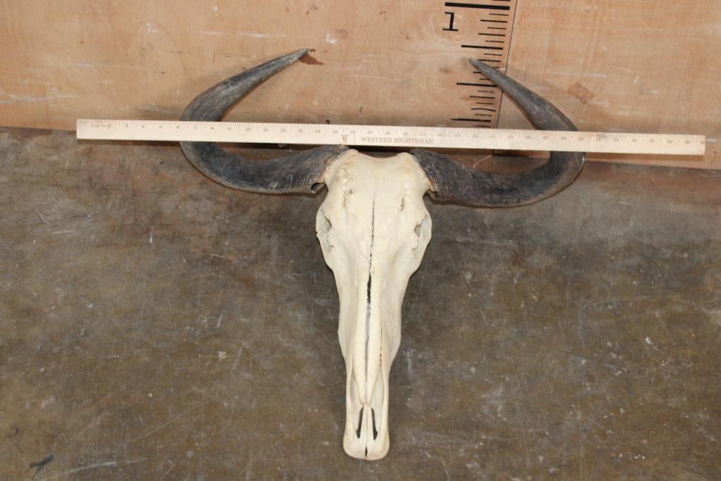 BLUE WILDEBEEST Skull - 4
