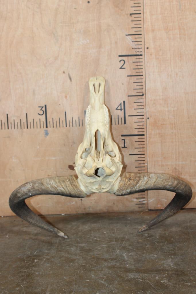 BLUE WILDEBEEST Skull - 5