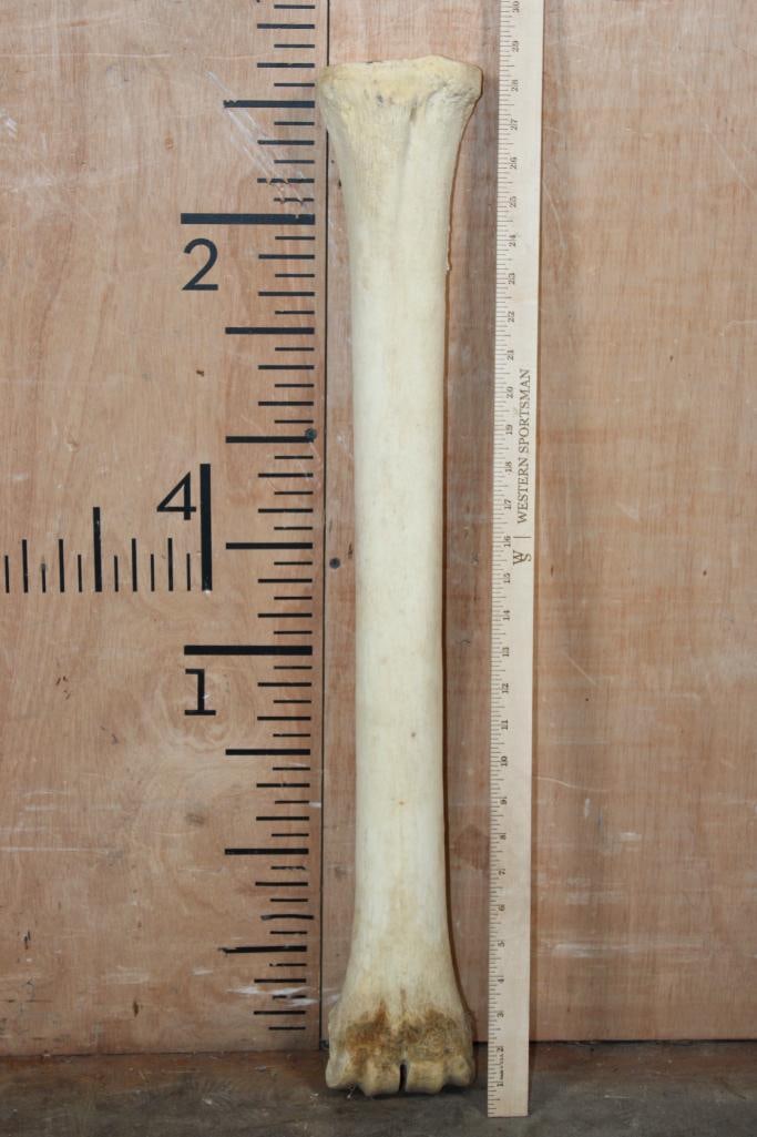 XL GIRAFFE Cannon Bone or Leg Bone (1 of 4)