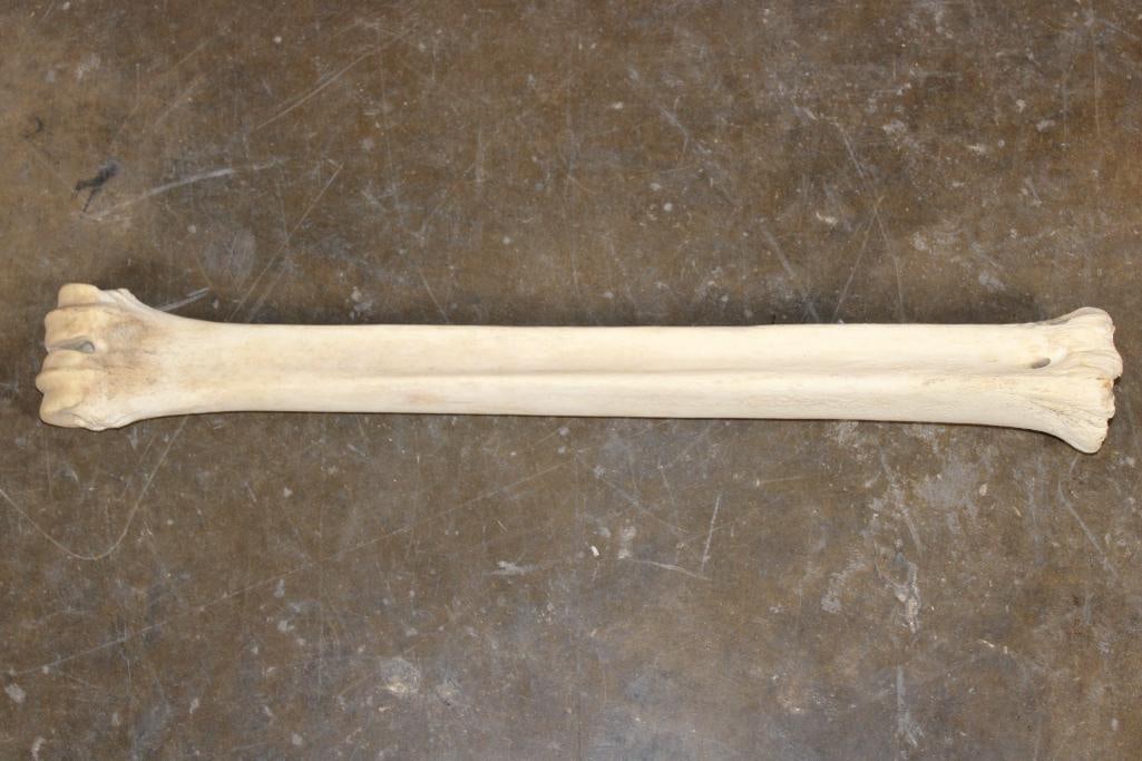Big GIRAFFE Cannon Bone or Leg Bone - 2