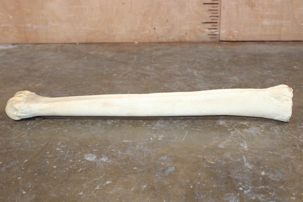 Big GIRAFFE Cannon Bone or Leg Bone - 3