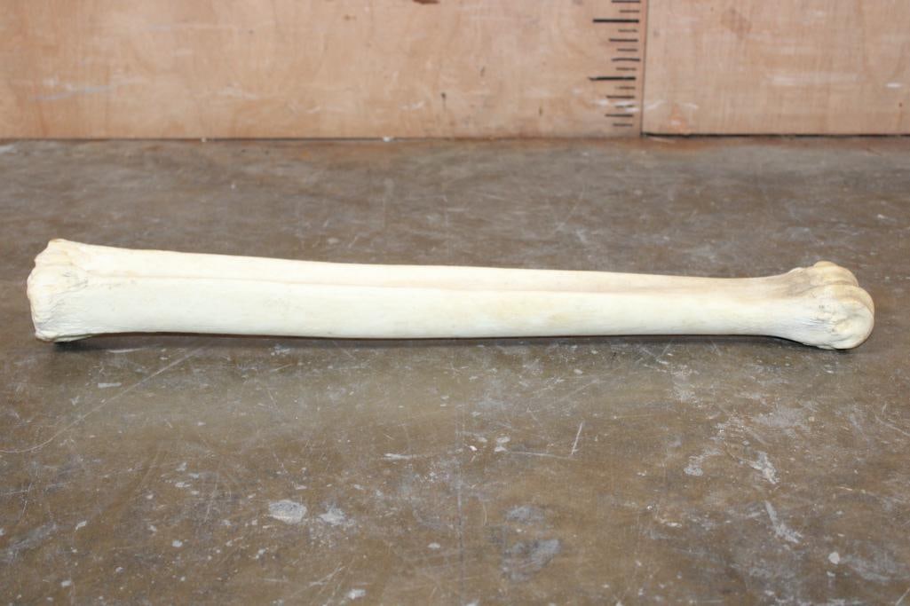 Big GIRAFFE Cannon Bone or Leg Bone - 4