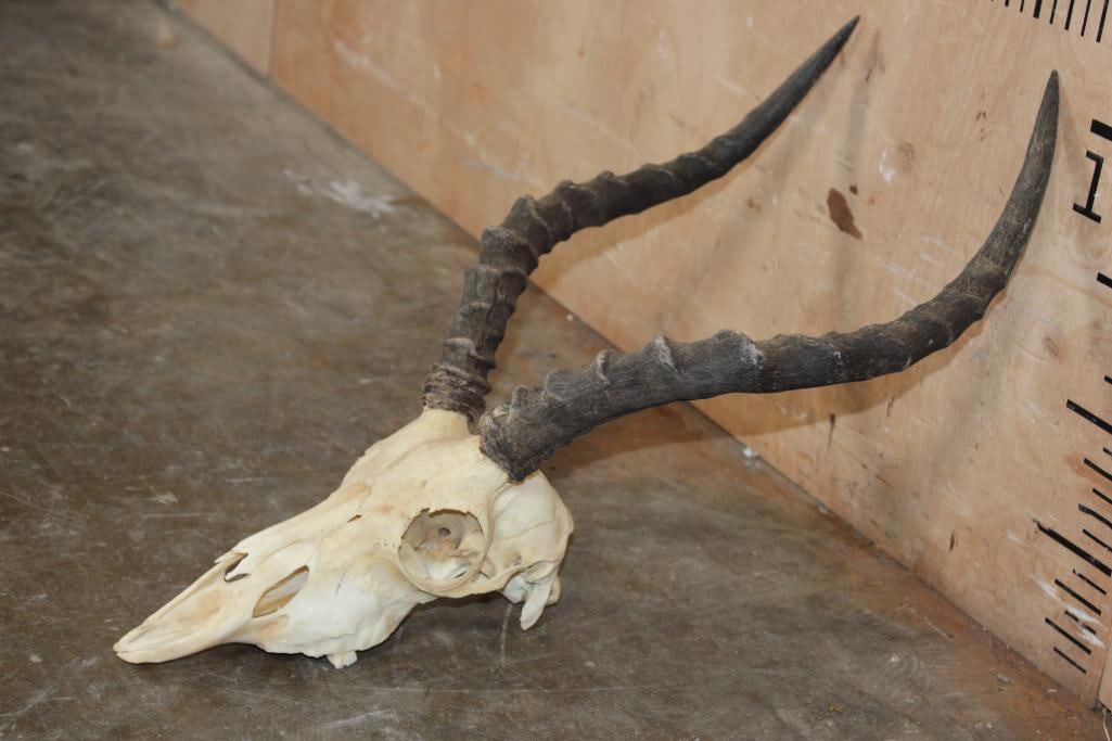 IMPALA Skull - 2