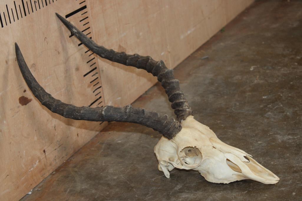 IMPALA Skull - 3